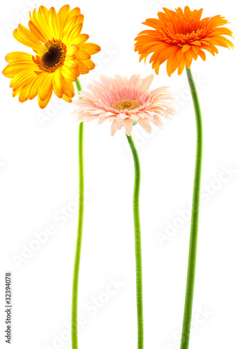 tiges de gerberas photo