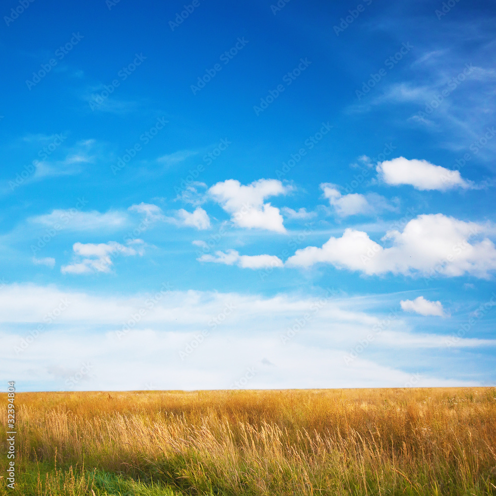 summer fields