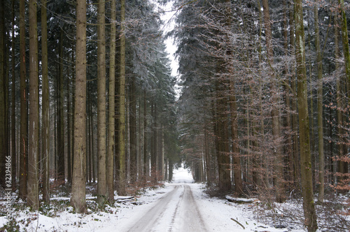 Fotografia Forestry