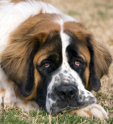 Saint Bernard
