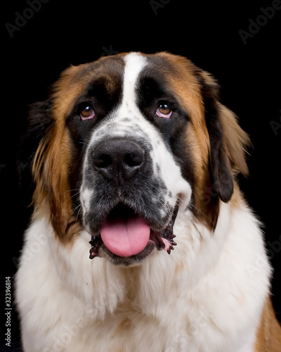 Saint Bernard