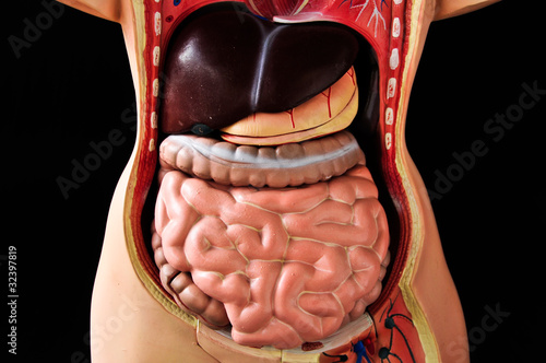 Model of the human body showing internal organs of the abdomen.