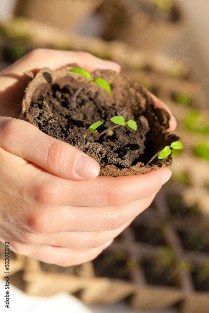 Woman`s hands holding a pot with plantes Woman`s hands holding a pot with plantes