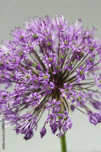 allium 1