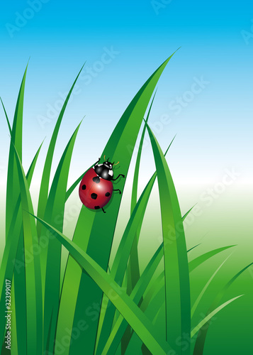 Marienkäfer im Gras