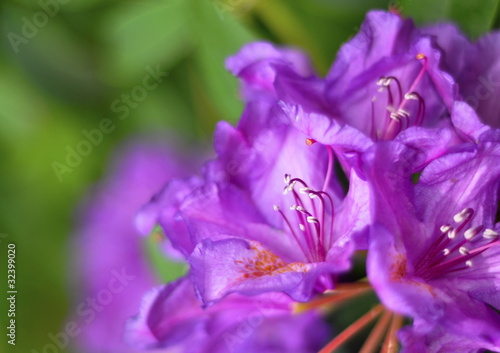 Rhododendron, fond