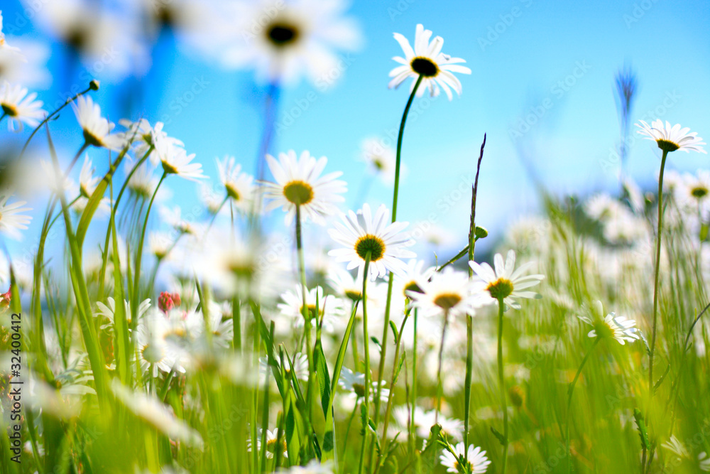 Naklejka premium Blumenwiese