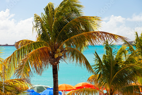 Palm Trees and Beach Umbrellas on St. Maarten  Caribbean