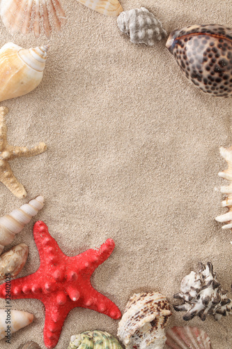 Sea shells with sand