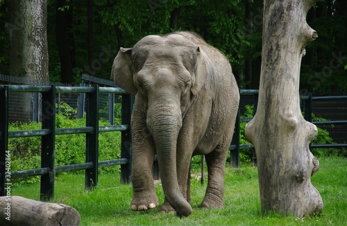 słoń w zoo