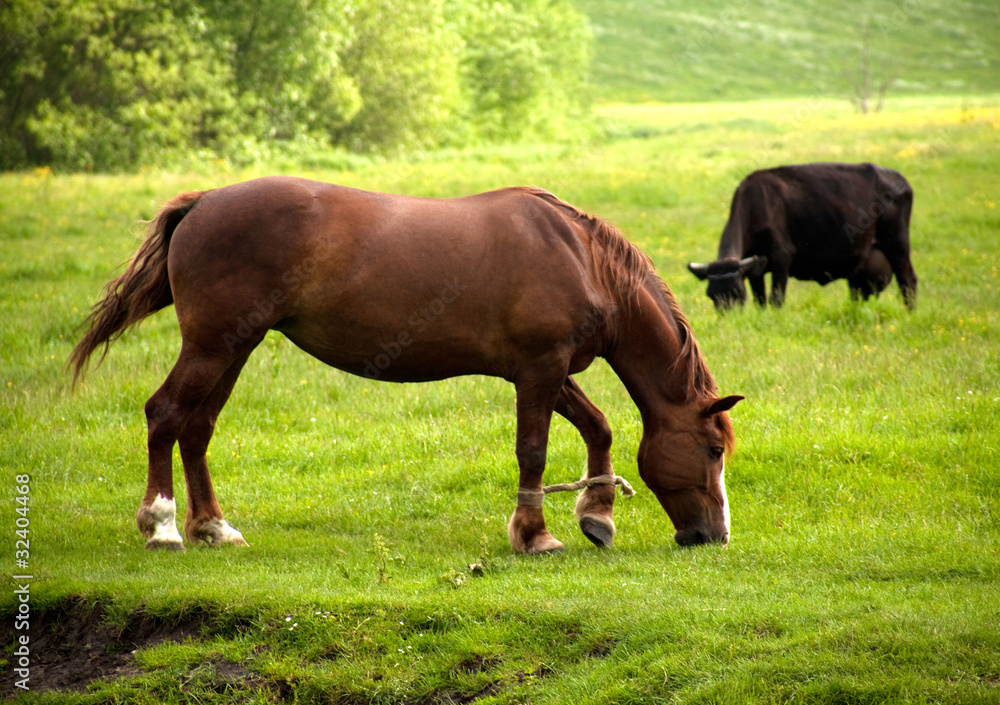 horse and cow