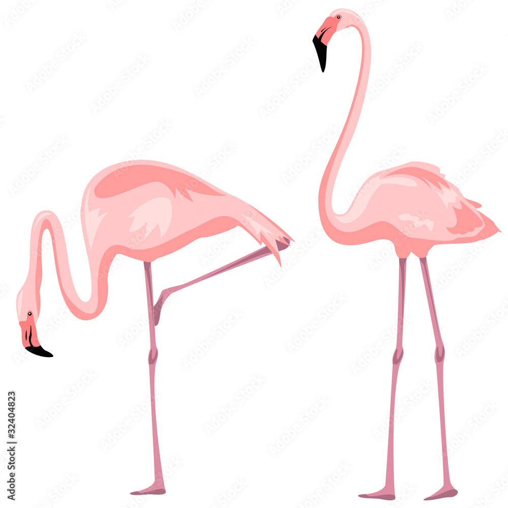 Obraz premium Flamingo