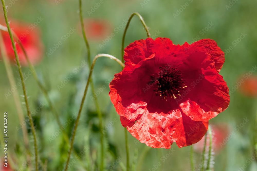 Obraz premium coquelicot