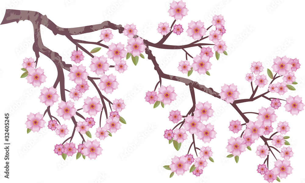 Oriental cherry Oriental cherry