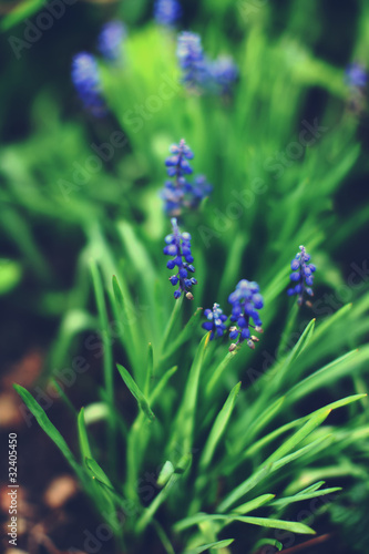 Hyacinth Muscari Flower