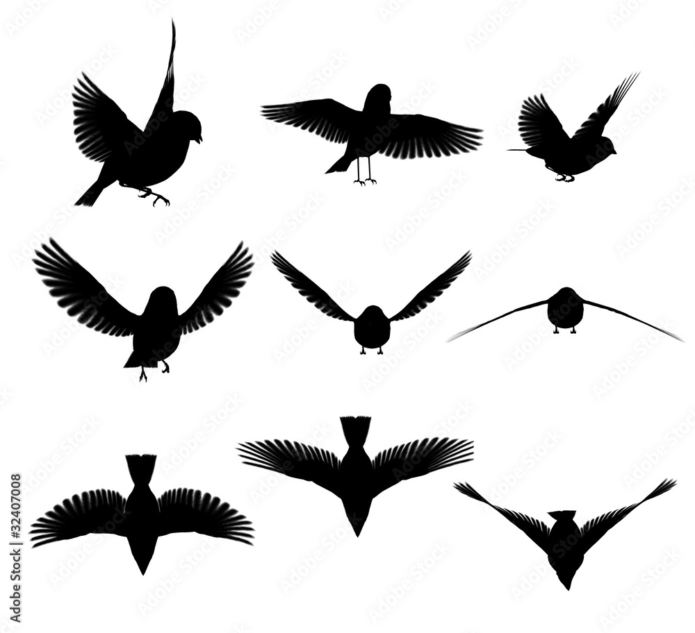 Silhouette: uccello Silhouette: uccello