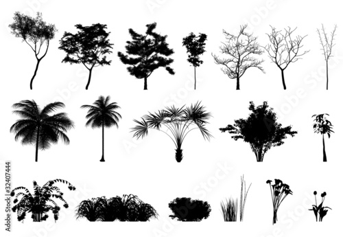 Silhouette: alberi, piante e fiori photo