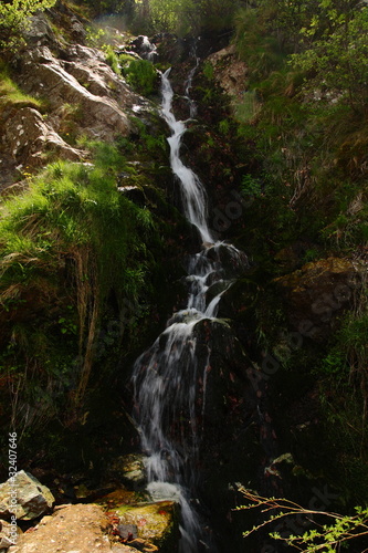 Stream in a forest