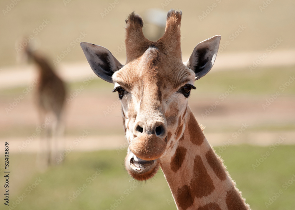 Naklejka premium african giraffe up close