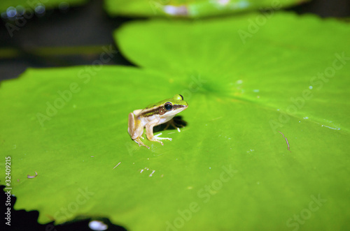 Fotografie grren frog on lilypad