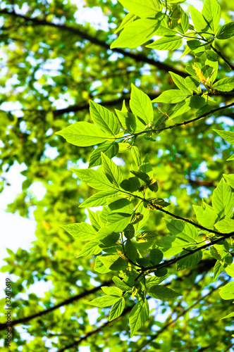 Beutiful green leaves against blurry background