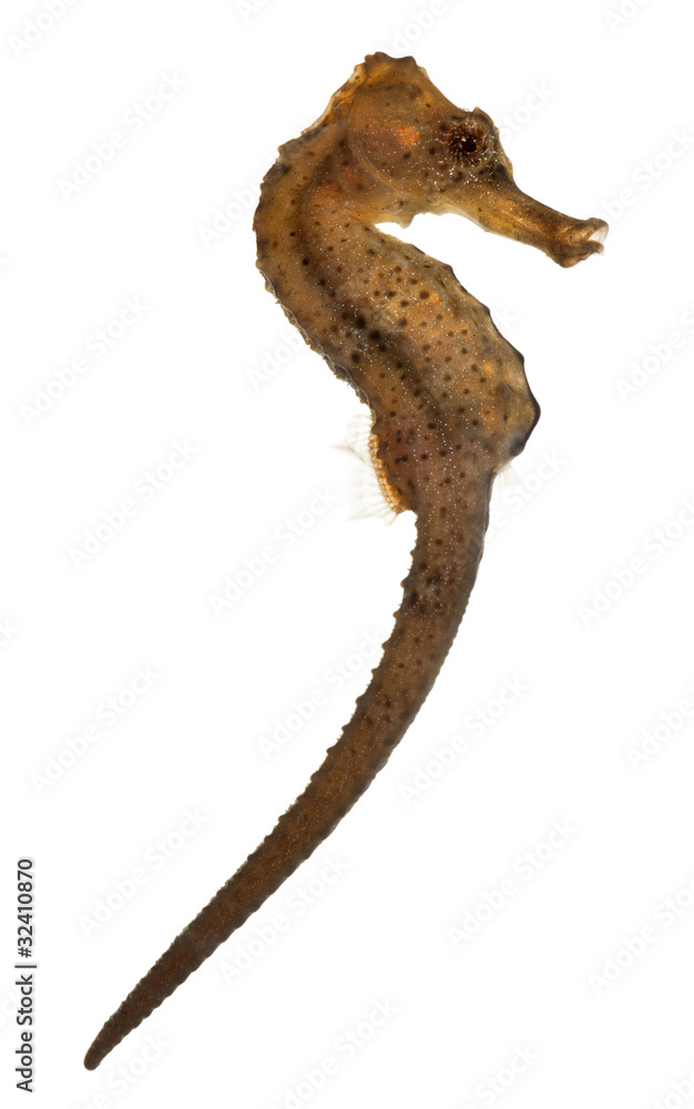 Fototapeta premium Longsnout seahorse or Slender seahorse