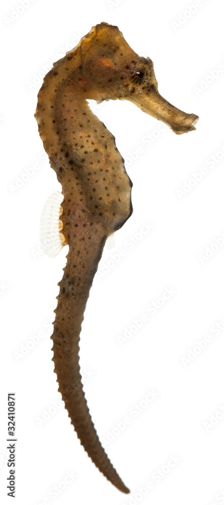 Fototapeta premium Longsnout seahorse or Slender seahorse