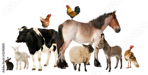 Variety of farm animals in front of white background