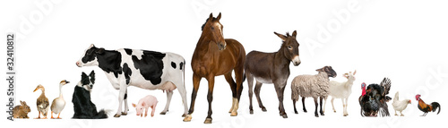 Fotografia Variety of farm animals in front of white background