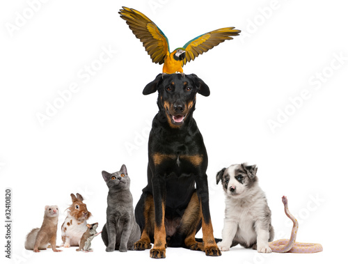 Fototapeta Naklejka Na Ścianę i Meble -  Portrait of group of pets in front of white background