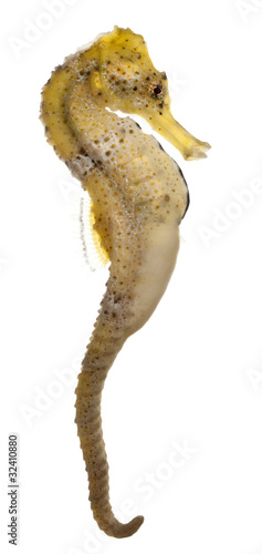 Fototapeta Naklejka Na Ścianę i Meble -  Longsnout seahorse or Slender seahorse, Hippocampus reidi yellow