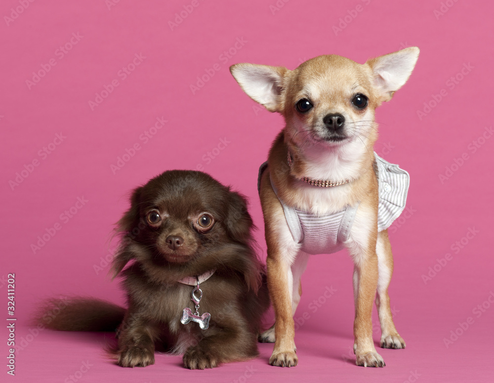 Two Chihuahuas in front of pink background