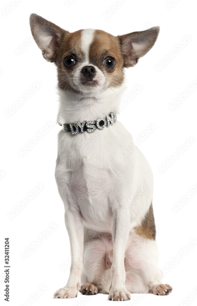 Chihuahua wearing diamond name tag collar sitting