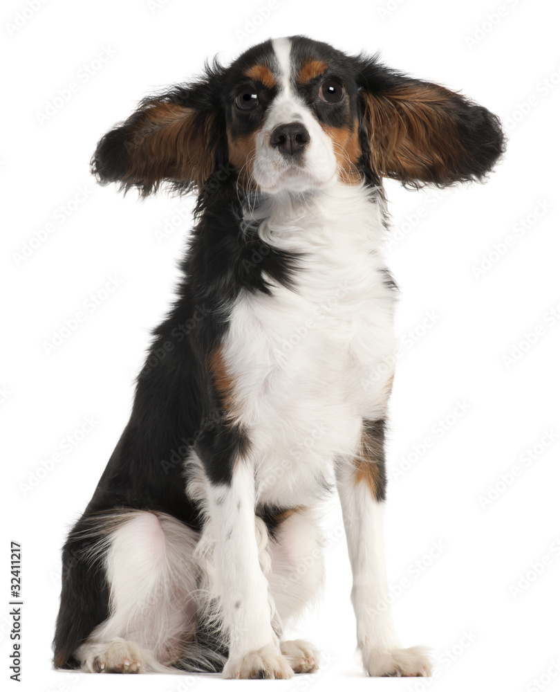 Cavalier King Charles Spaniel, 7 months old, in the wind