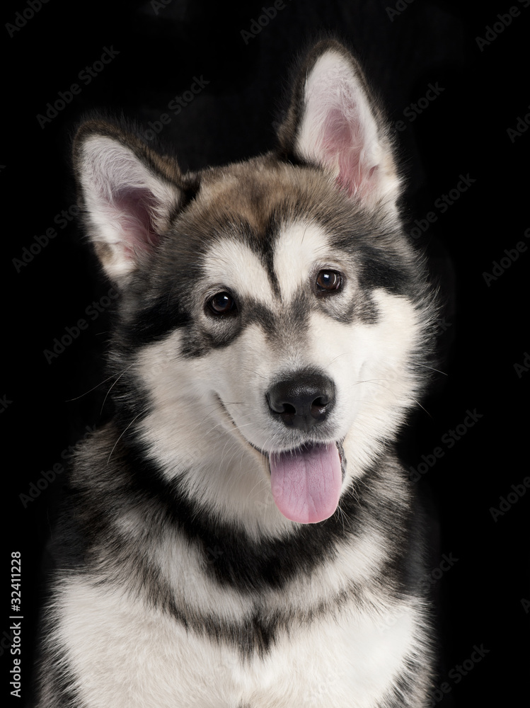 Close-up of Husky in front of black background Close-up of Husky in front of black background