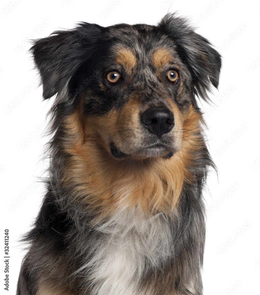 Close-up of Australian Shepherd dog, 6 months old, in front of w Close-up of Australian Shepherd dog, 6 months old, in front of w