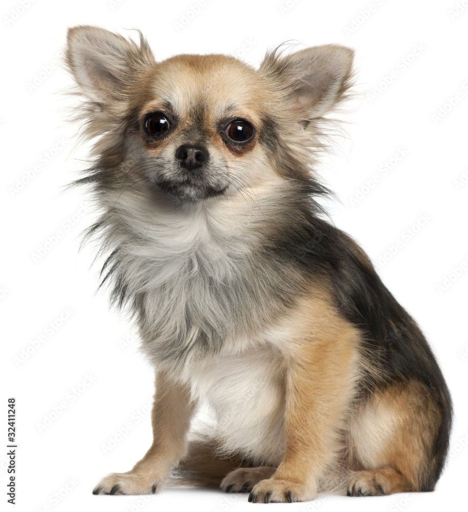 Chihuahua sitting in front of white background