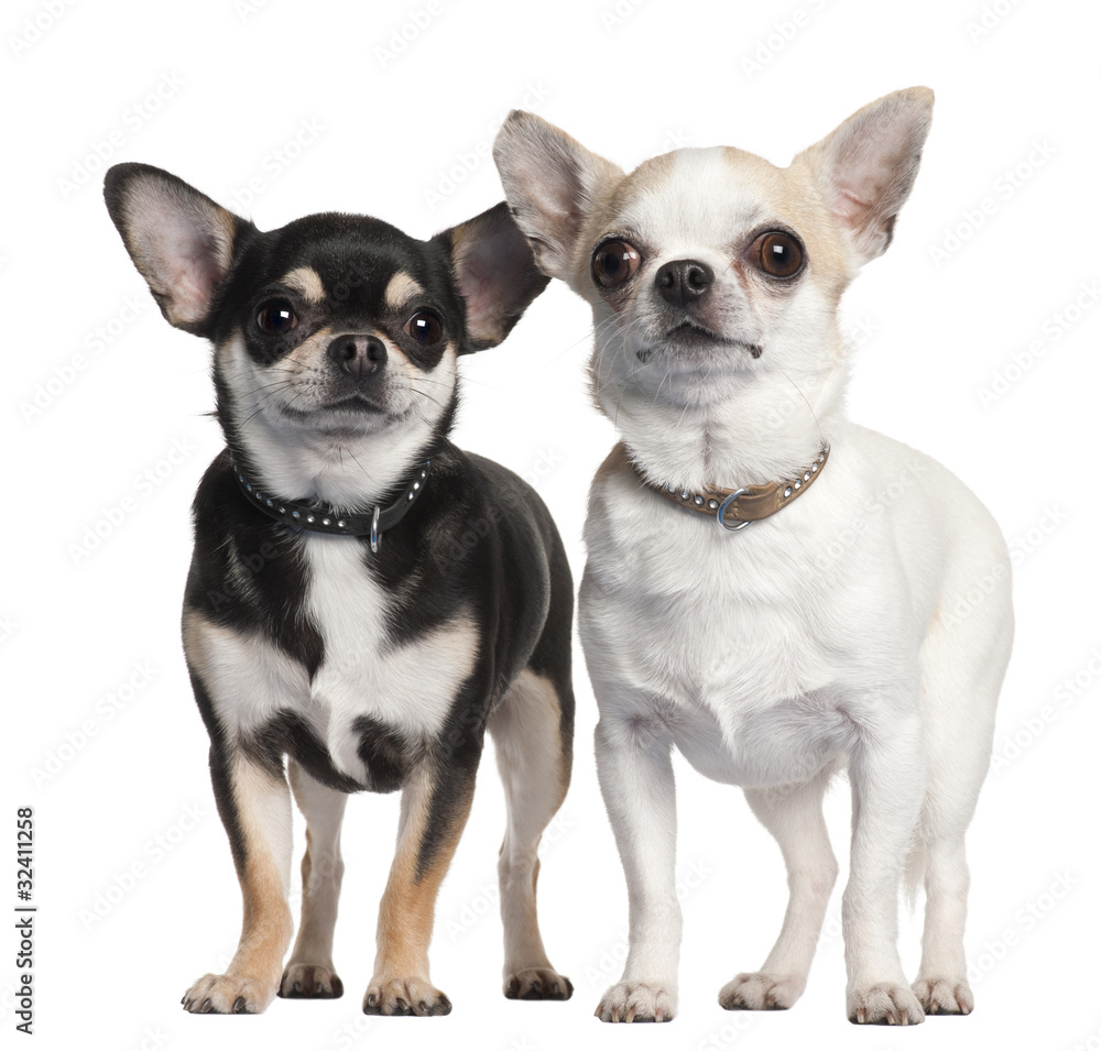 Two Chihuahuas in front of white background