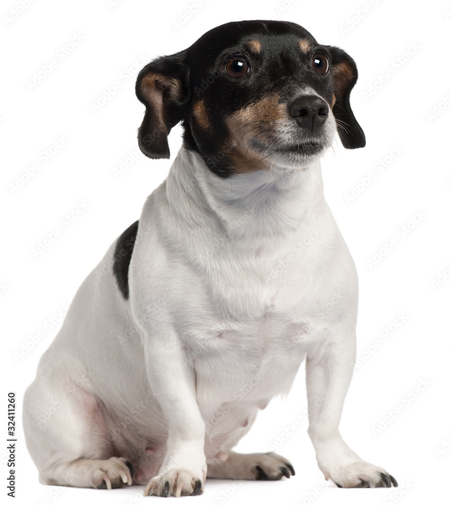 Jack Russell Terrier sitting in front of white background