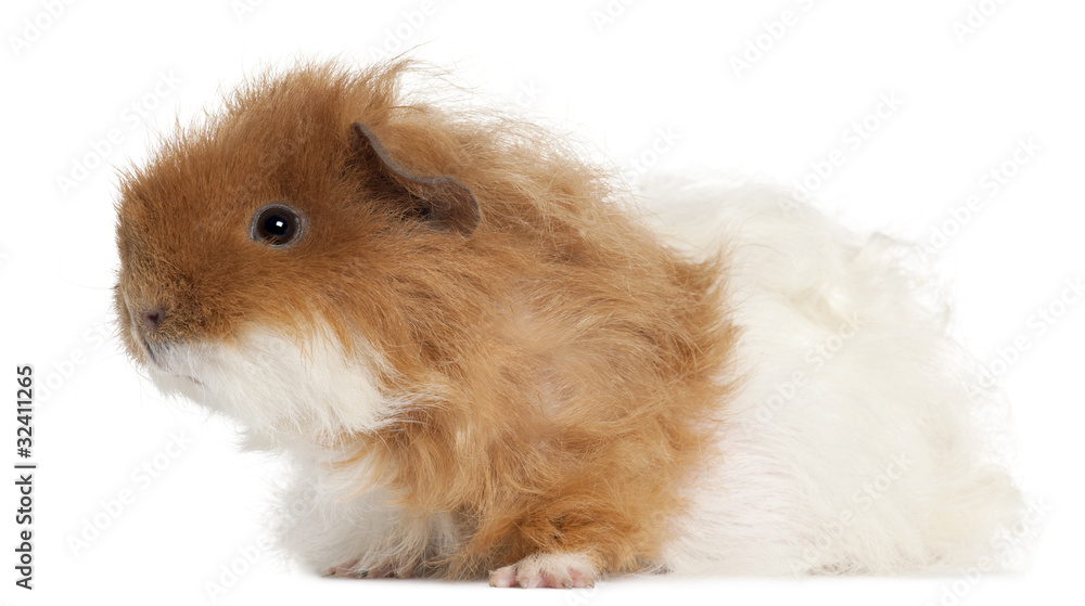 Fototapeta premium Guinea pig, 7 months old, in front of white background