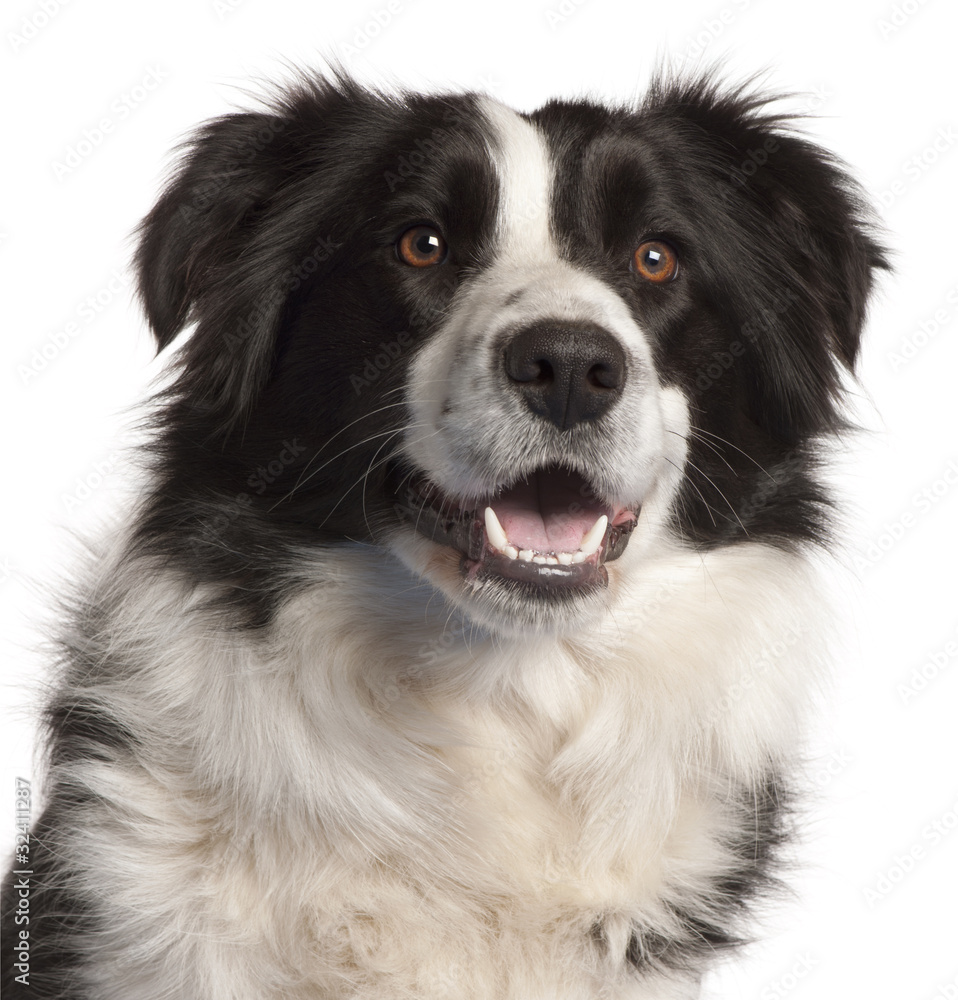 Close-up of Border Collie, 14 months old, in front of white back