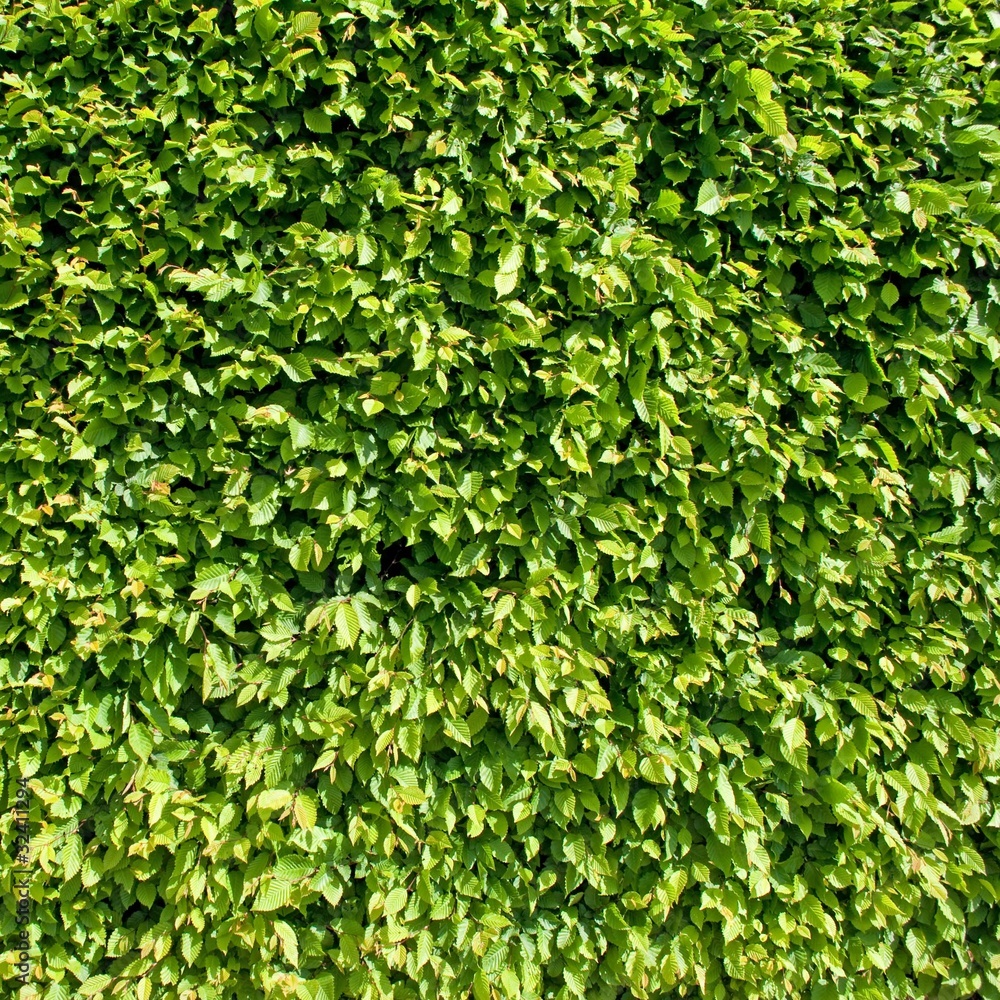 Hainbuchenhecke Hainbuchenhecke