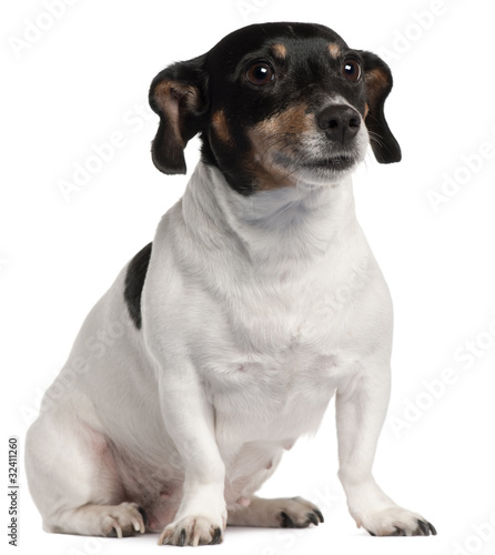 Jack Russell Terrier sitting in front of white background © Eric Isselée