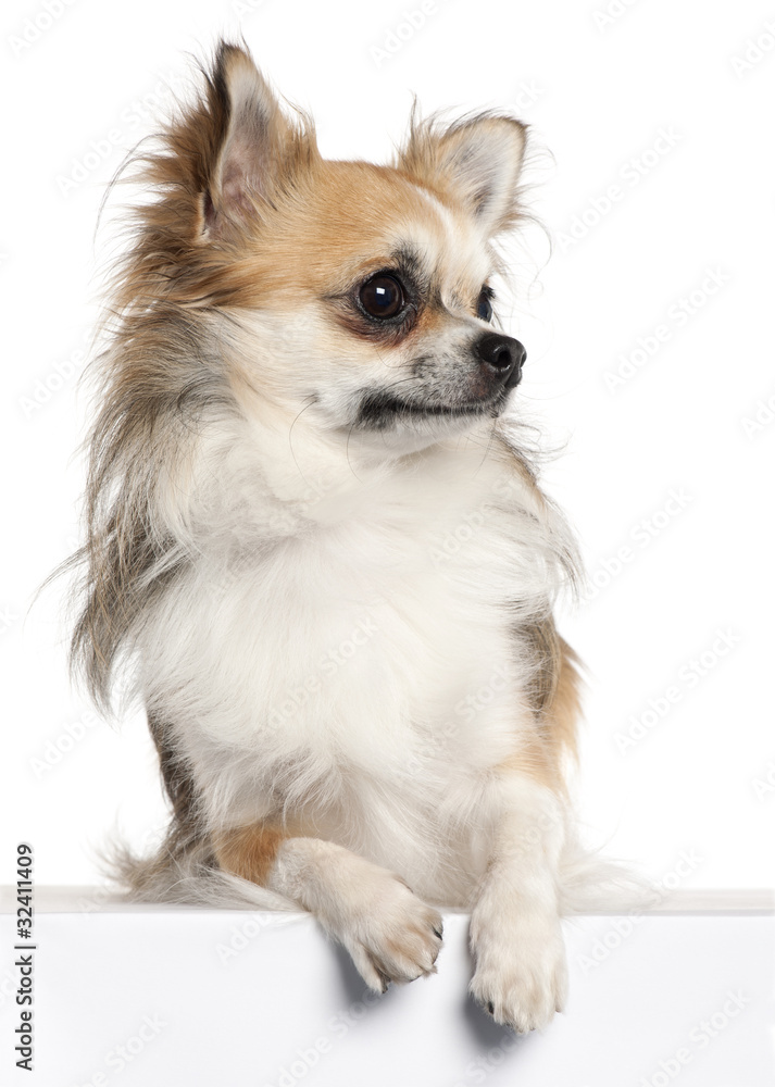 Chihuahua, 18 months old, sitting in front of white background Chihuahua, 18 months old, sitting in front of white background