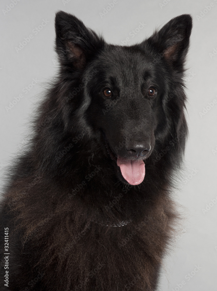 Close-up of Belgian Shepherd Dog, Groenendael, 3 years old Close-up of Belgian Shepherd Dog, Groenendael, 3 years old