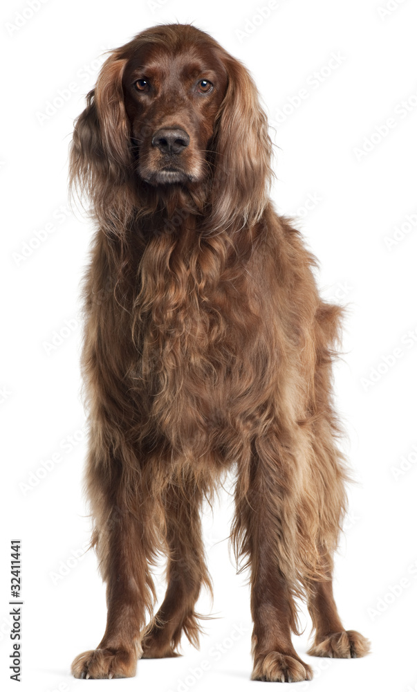 Irish Setter, 5 years old, standing in front of white background