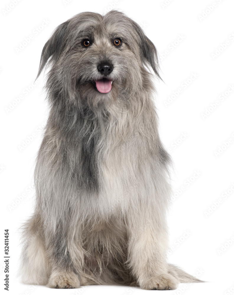 Pyrenean Shepherd dog, 18 months old, sitting Pyrenean Shepherd dog, 18 months old, sitting