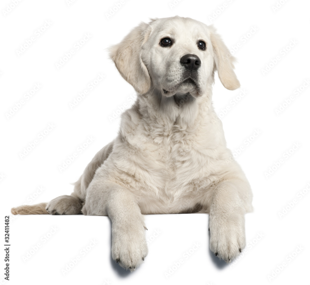 Golden Retriever puppy, 5 months old Golden Retriever puppy, 5 months old