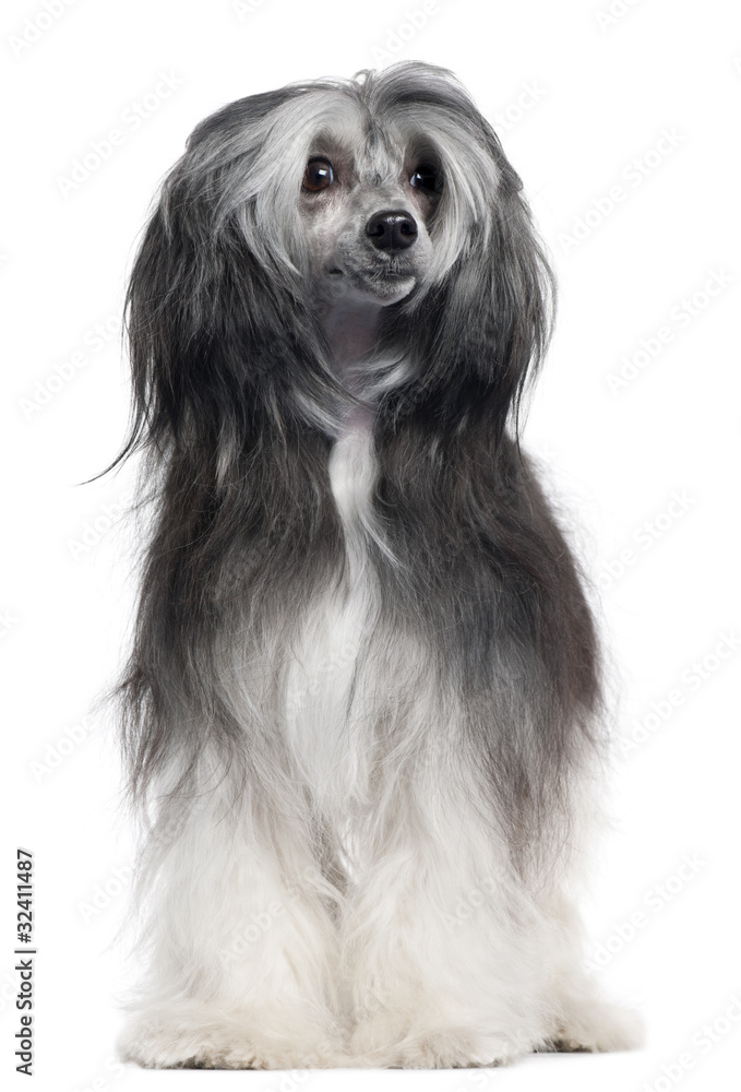 Chinese Crested Dog, 15 months old, standing Chinese Crested Dog, 15 months old, standing