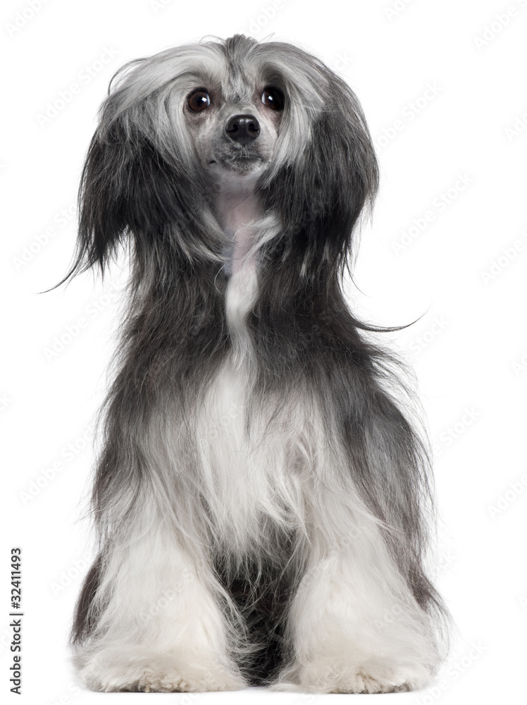 Chinese Crested Dog, 15 months old, sitting Chinese Crested Dog, 15 months old, sitting